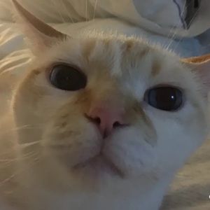 Meet your Posher, Reece